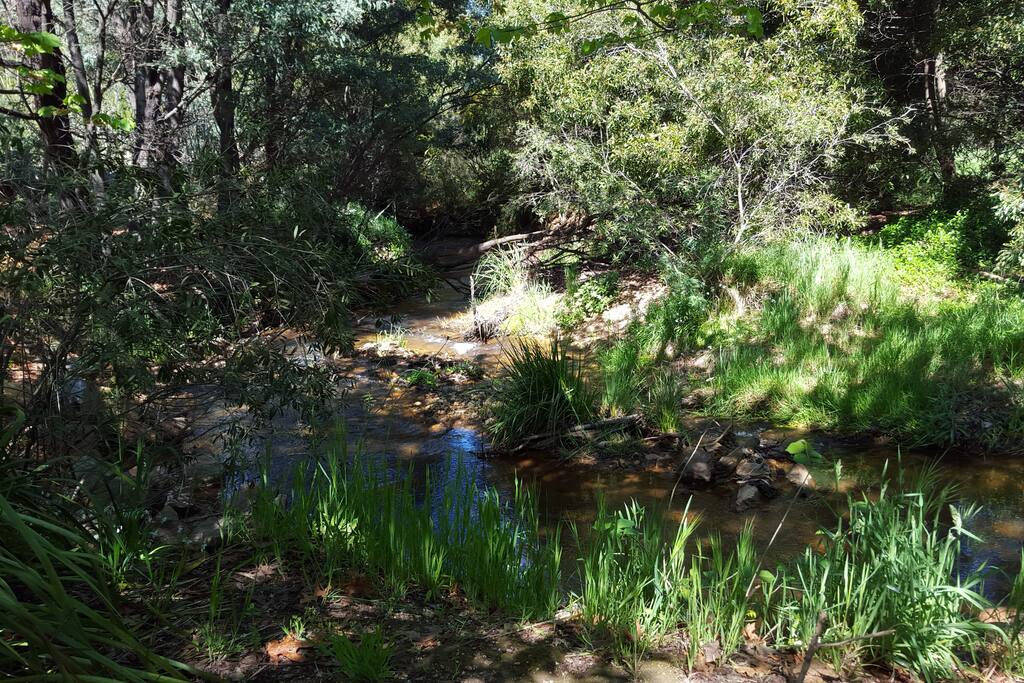 Walks along the creek
