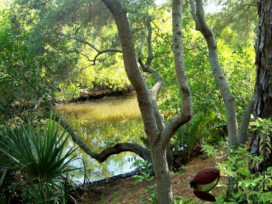 Piece of Paradise, Florida Bayou!! Houses for Rent in Clearwater, Florida, United States Piece of Paradise, Florida Bayou!! Houses for Rent in Clearwater, Florida, United States