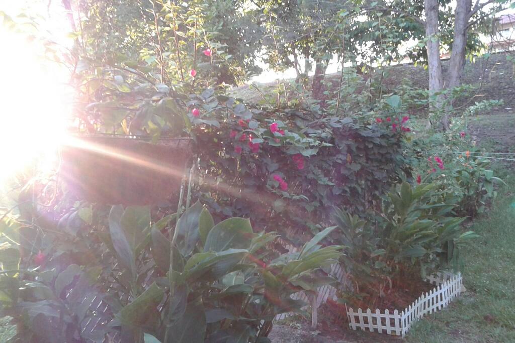 Vistas hacia el jardin