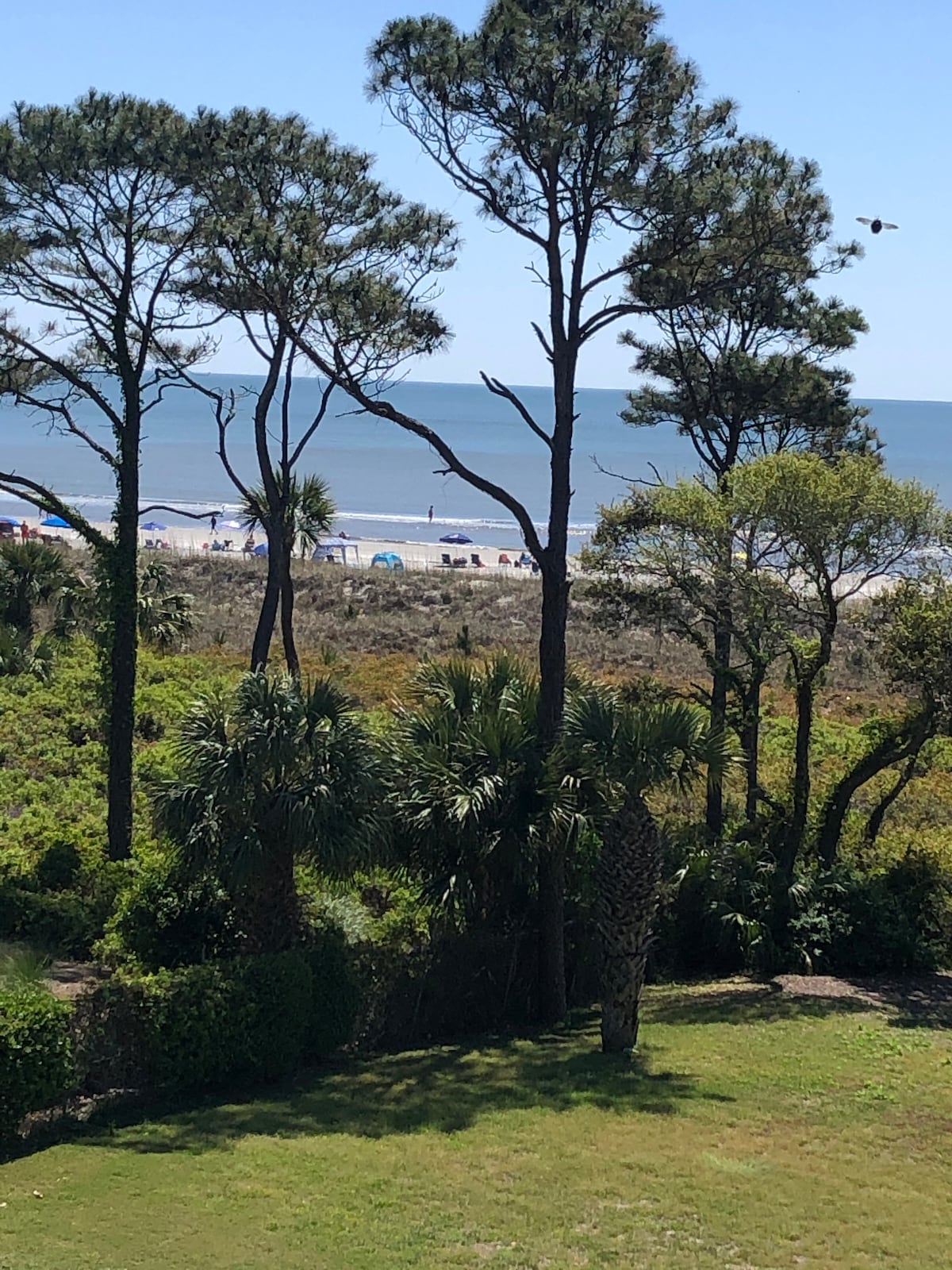A coastal scene features tall trees framing a serene beach view. Gentle waves can be seen in the distance, with scattered beach umbrellas and chairs placed along the sandy shore, creating a tranquil atmosphere. The lush greenery adds to the natural beauty of the setting.