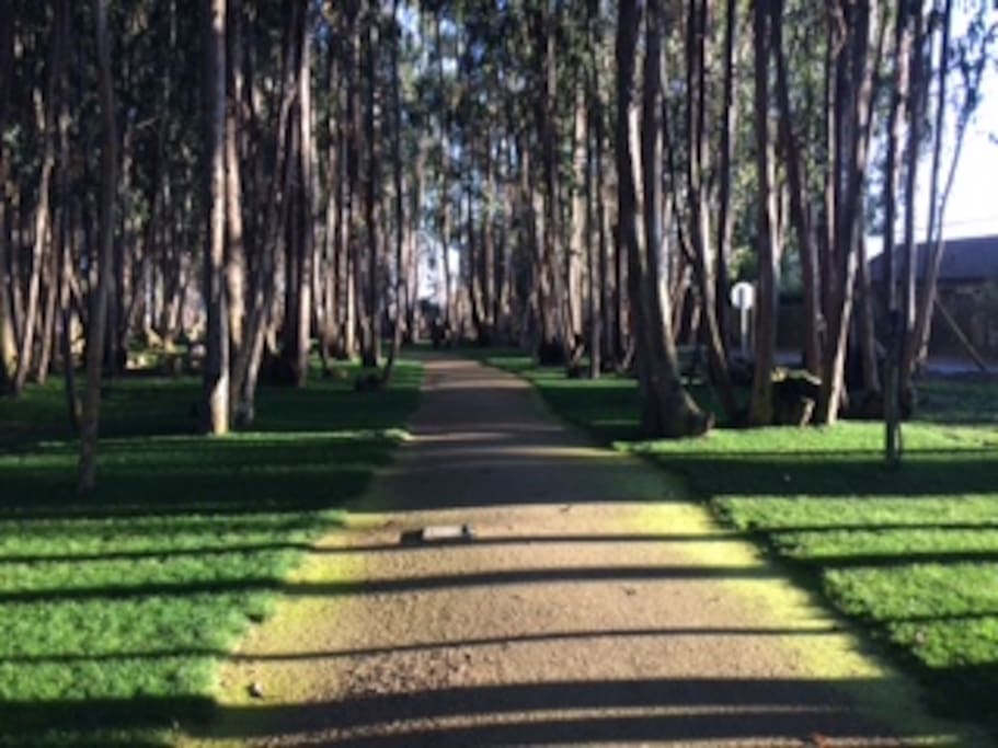 Paseos por el bosque