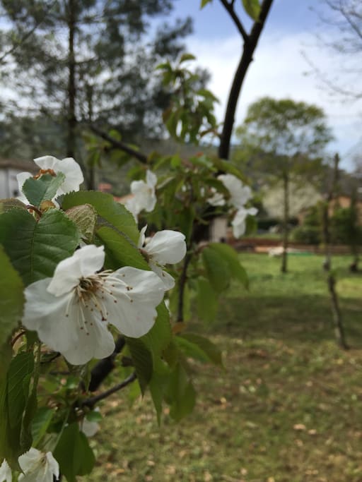 Giardino