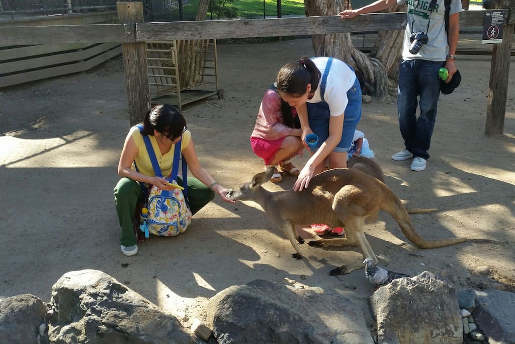 petting Kangaroos at Currumbin Wildlife Sanctuary