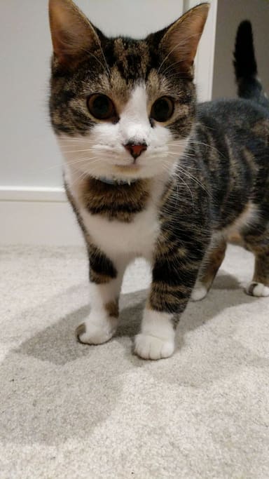 Rio - the kitten