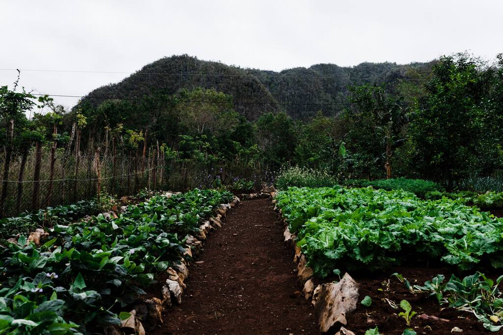 Organic farm for house consumption