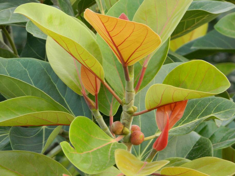 Huge Banyan Tree across our house has new leaves coming...