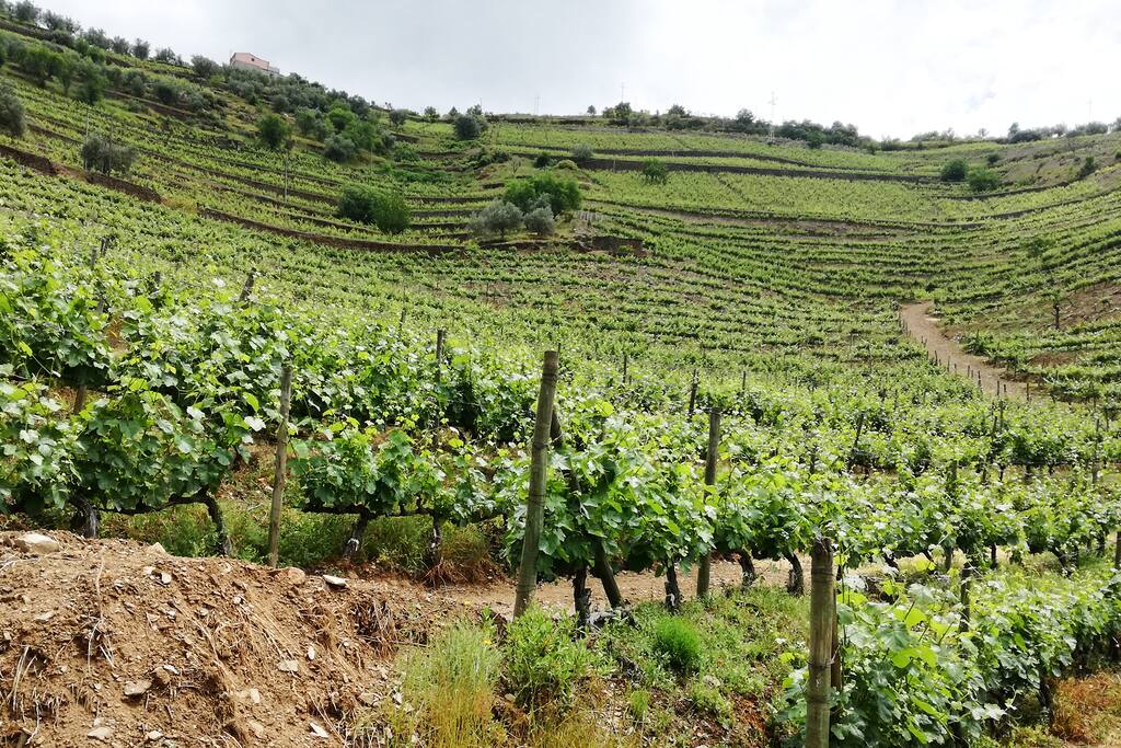 Vinha da Quinta