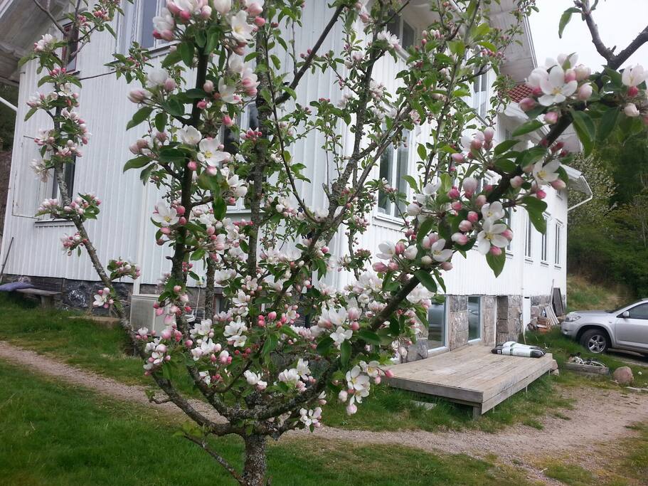 Huset