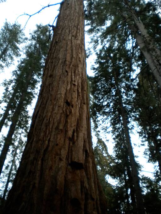 Giant sequoia redwood trees. Redwood city.