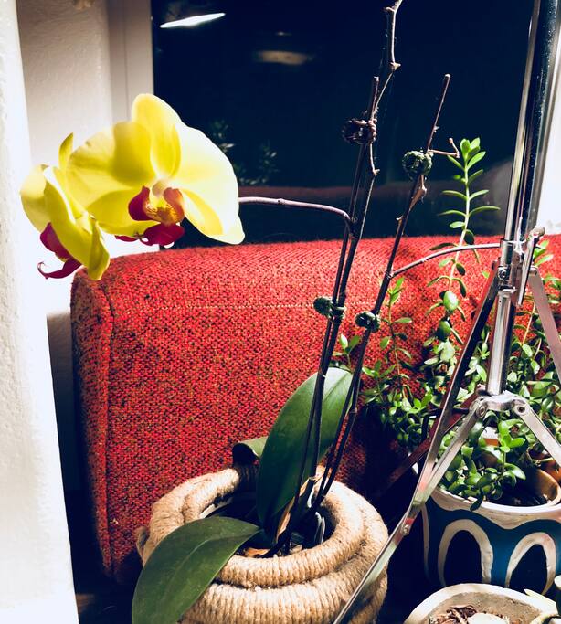 plants and orchid thrive in sunroom
