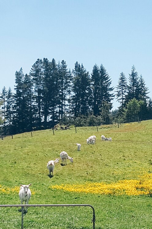 Vom Gastgeber bereitgestelltes Bild im Vollbildmodus anzeigen