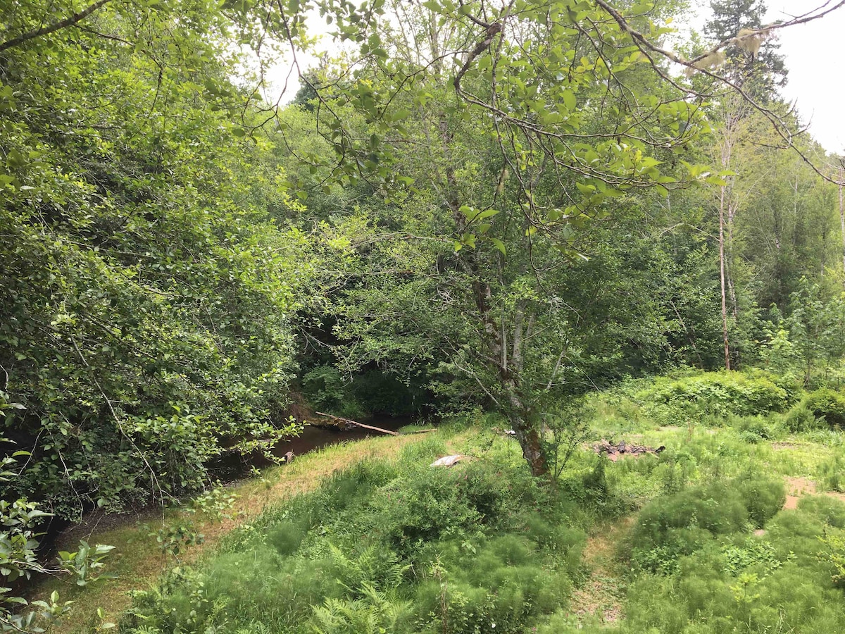 A lush natural landscape is displayed, featuring dense greenery with various trees and shrubs. A gentle stream runs through the scene, bordered by soft grasses and ferns, creating a tranquil environment ideal for outdoor activities.