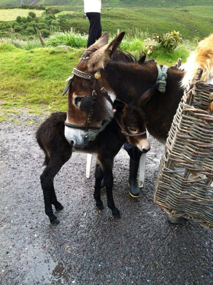 A pair of donkeys is seen in a lush green outdoor setting. The adult donkey is equipped with a bridle, while the young donkey stands closely beside it, exhibiting a soft, woolly coat. A woven basket rests nearby on the ground, surrounded by vibrant grass and foliage.