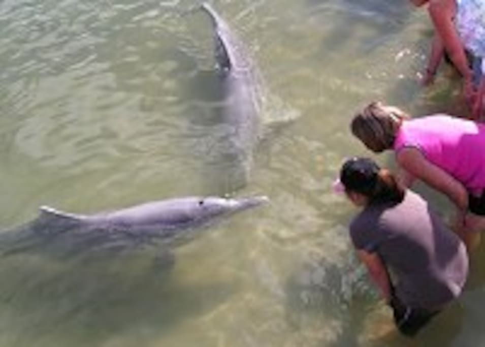 Dolphin Feeding at Tin Can Bay