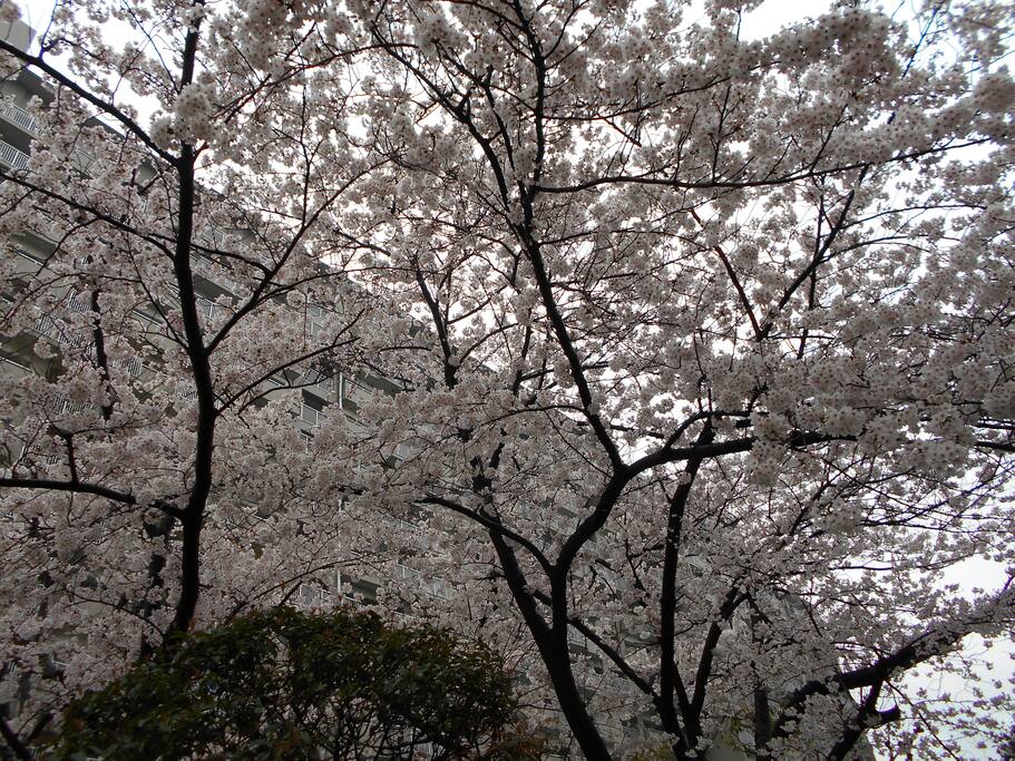 桜
