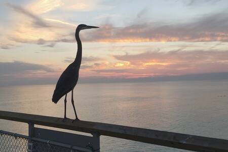 Sandpiper Cove Resort 1038 Slice of Paradise