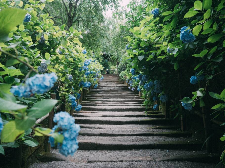 七月的镰仓 去看紫阳花才是正经事 日本旅游攻略 尽在airbnb爱彼迎 七月的镰仓 去看紫阳花才是正经事 日本旅游攻略 尽在airbnb爱彼迎