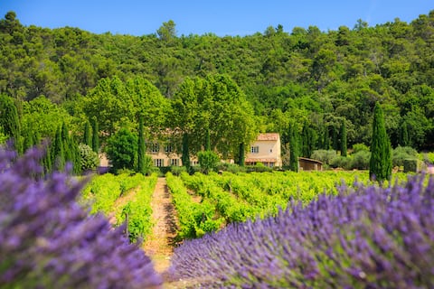 Charming provencal vineyard