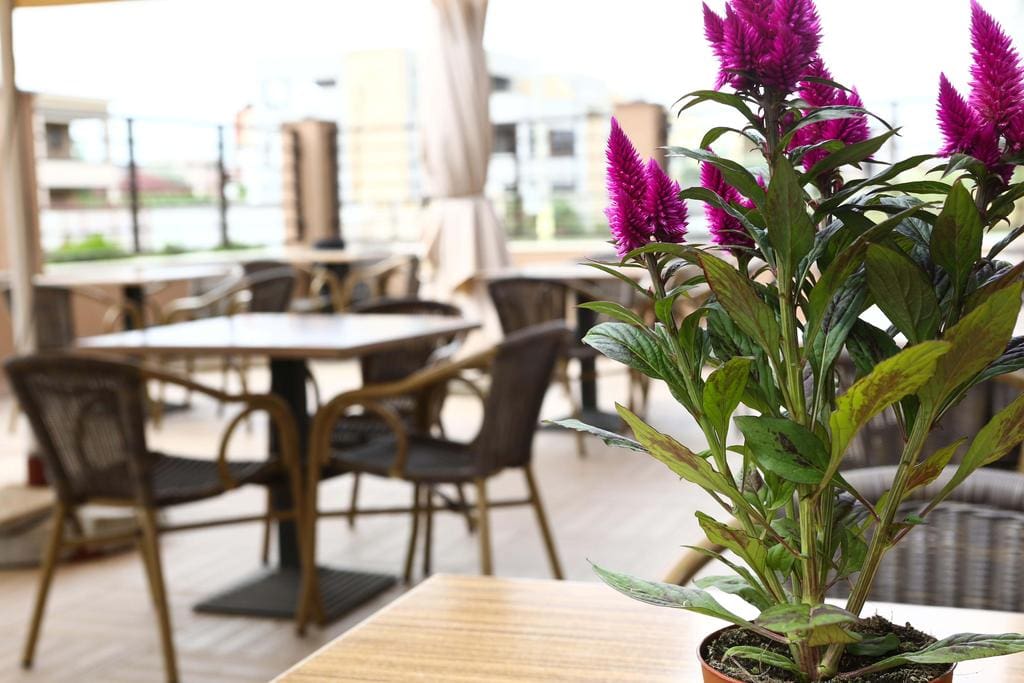 Sangria terrace