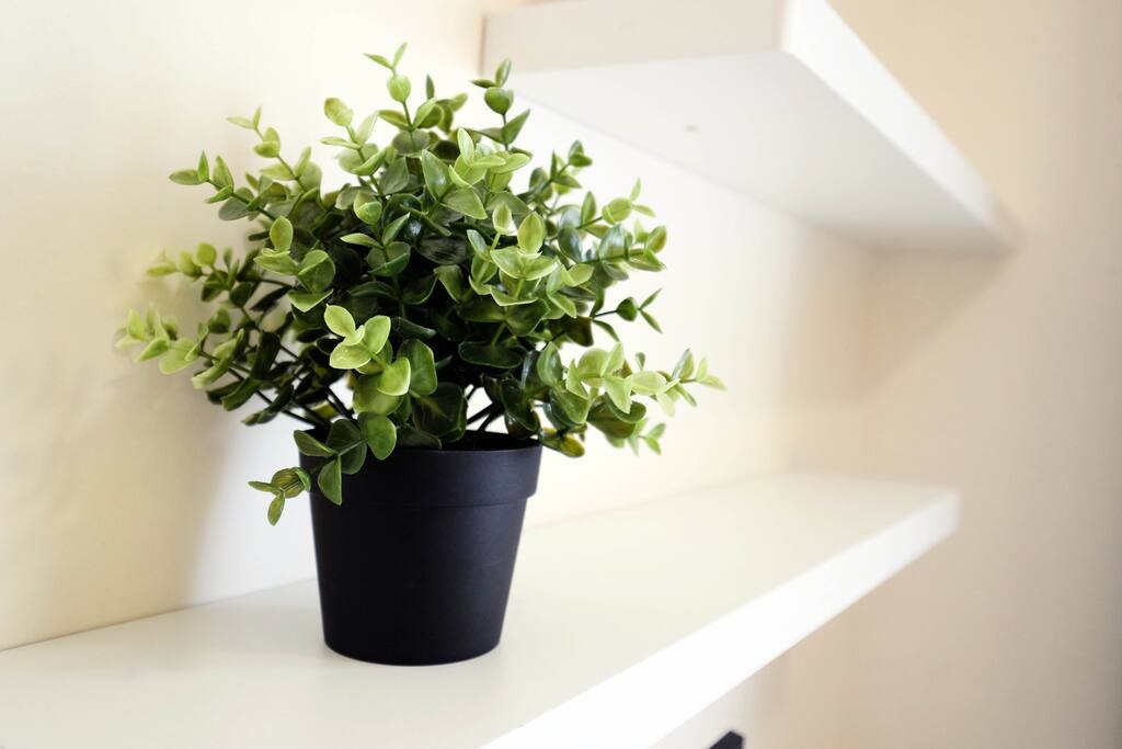 Brighten up your day with some green plants