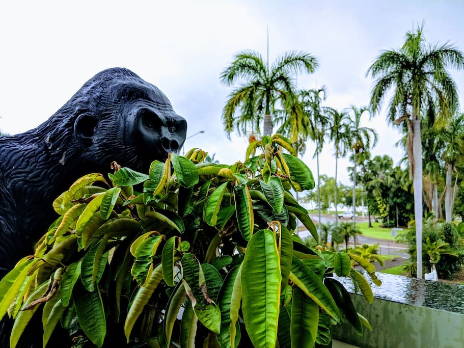 Our gorilla "Hunky".