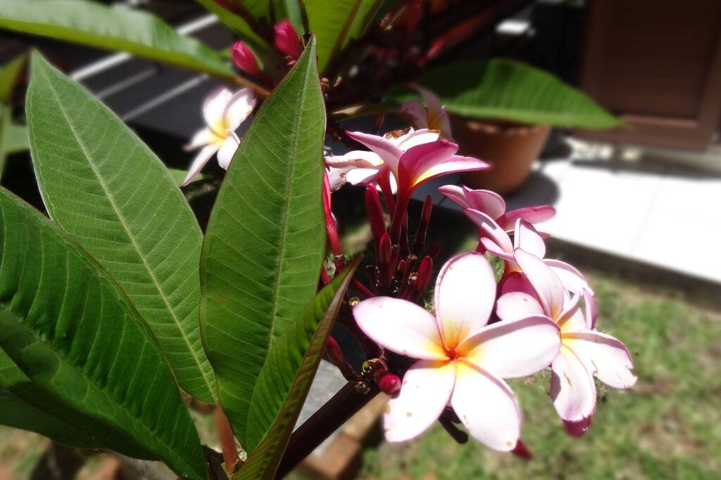 Jardin