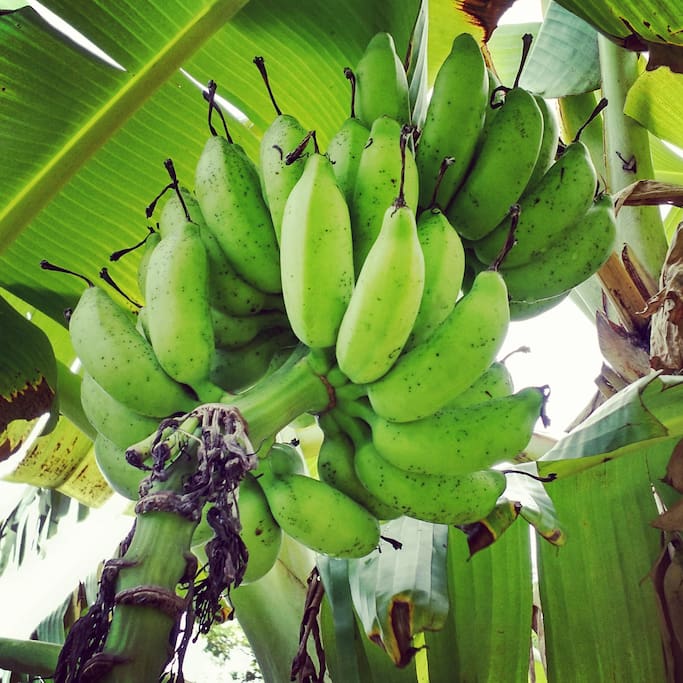 Plantains in the backyard. Feel free to pick if they are ripe! Yummy!