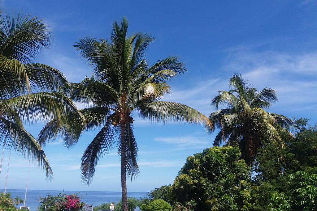 Cocotiers du jardin