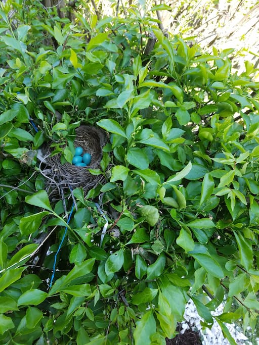 Even the birds feel at home here!