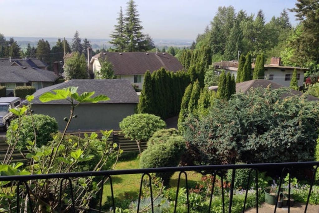 View of the back yard