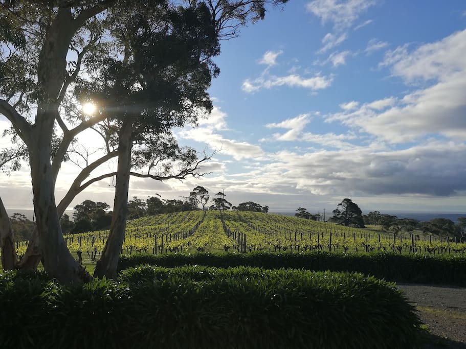 Breathtakingly view of vines and sea at the front of the house