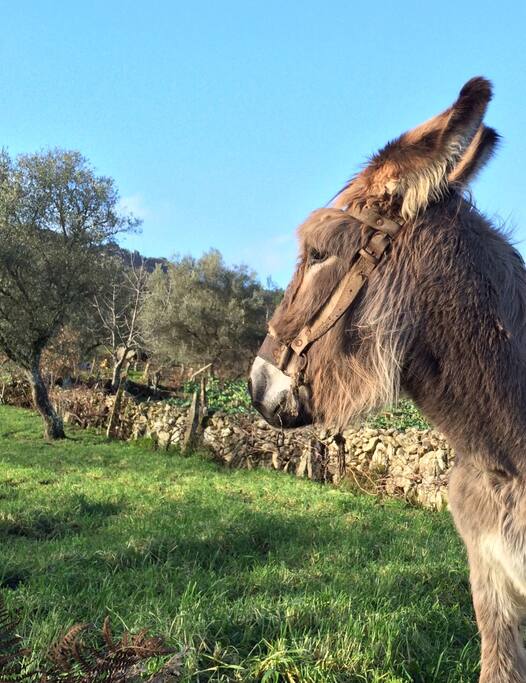 Animals from farmers fun learnings for the kids