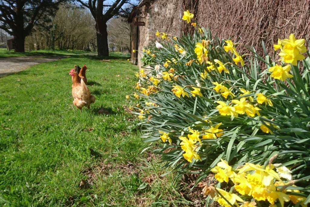 Les poulettes de la maison en promenade
