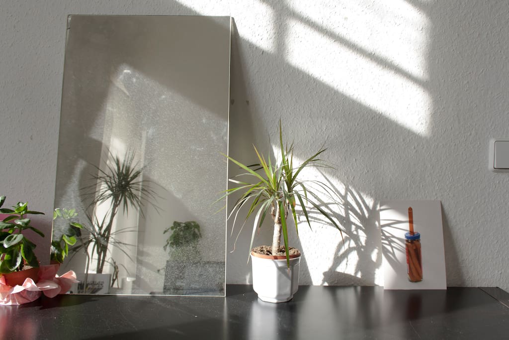 A few plants we manage to keep alive. Also some sausage postcard.