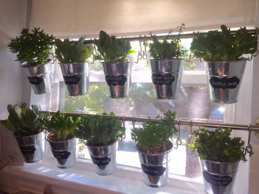 Indoor succulent garden (I can't manage to keep herbs alive..)