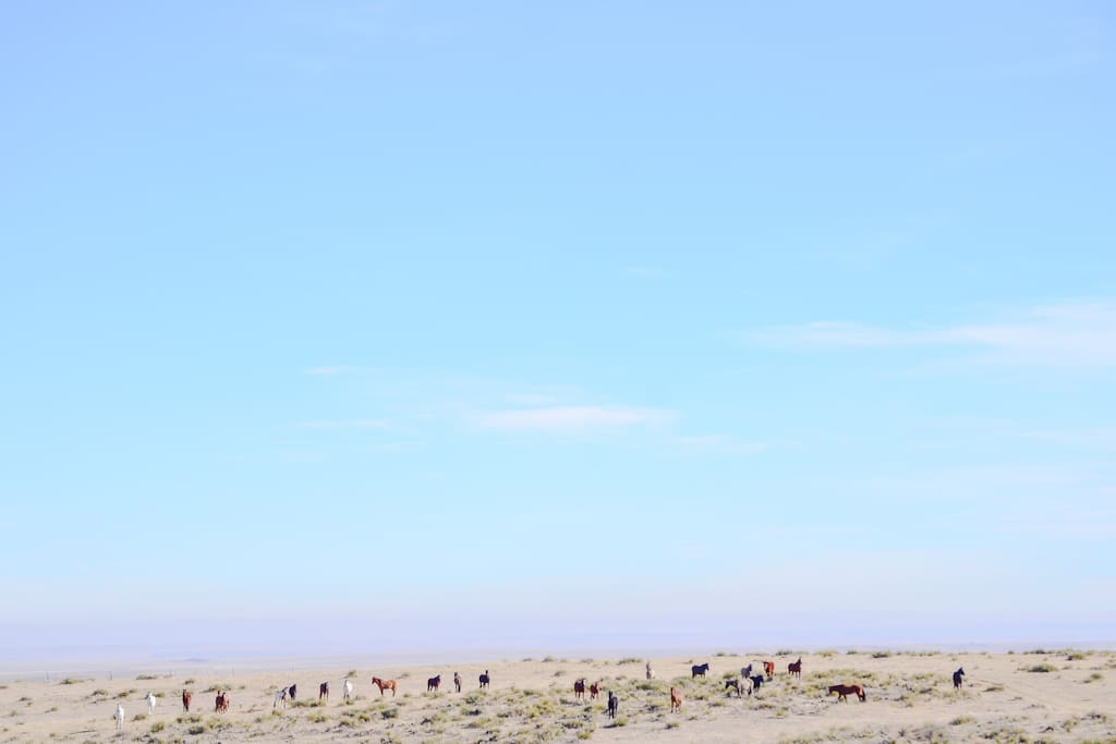 Fall Sanctuary Herd