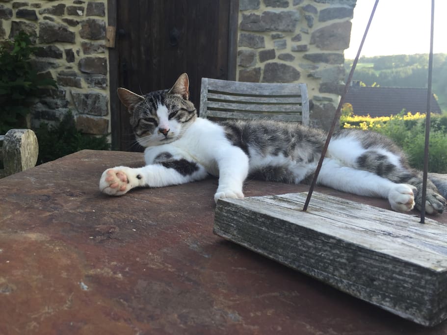 Pinceau, le chat doux de la maison qui viendra agrémenter votre séjour de sa délicate présence