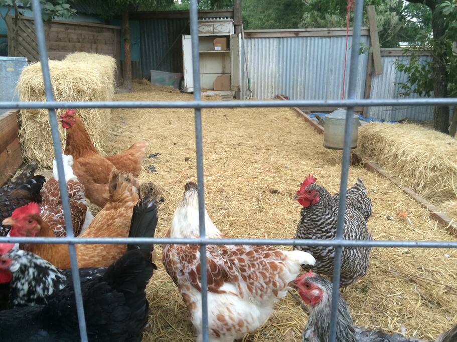 Chickens!