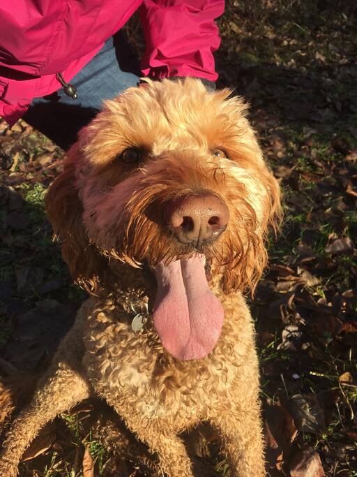 Furry friend Bruno
