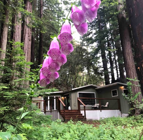 Coastal Redwood Getaway on a Creek