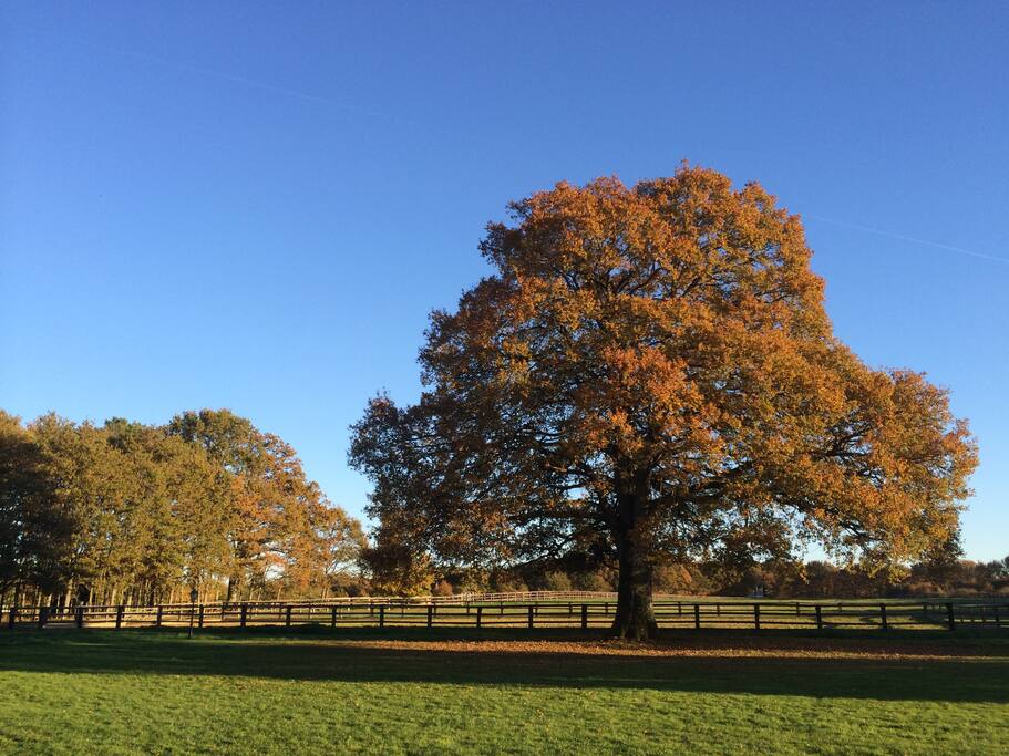 Automne