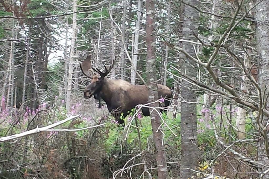 Moose walking on the side yard