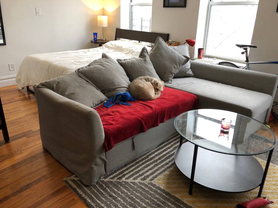 This is Saint. Unfortunately, he doesn't come with the apartment.