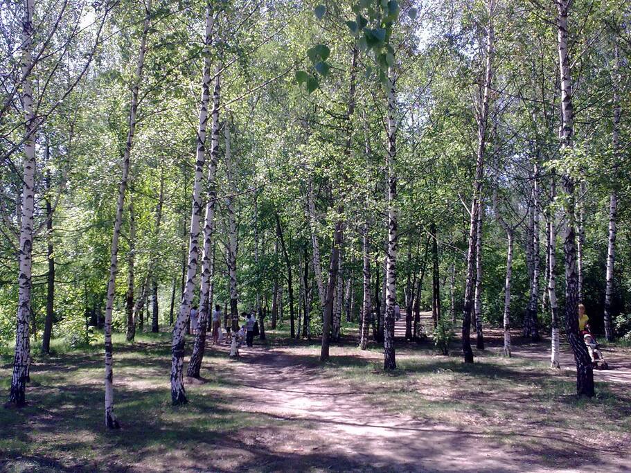 роща рядом с домом