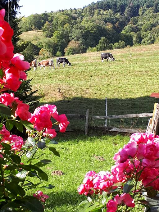 Vue sur les montagnes et les vaches