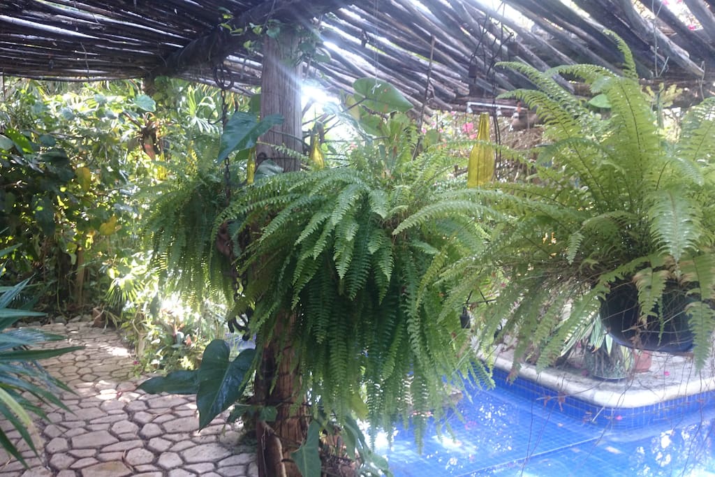La vegetacion te transporta...