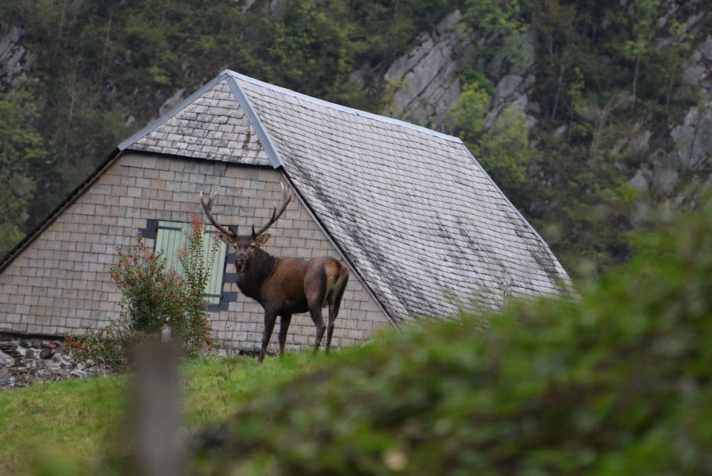 Le brame du cerf est à nos portes!