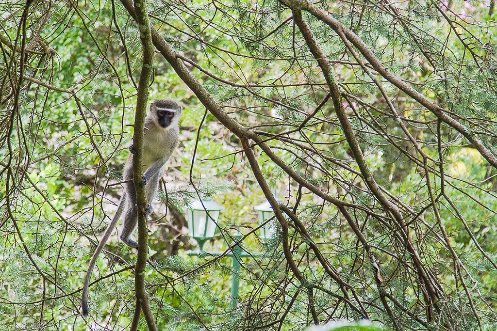 Local wildlife