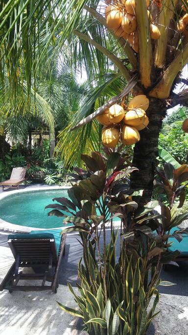 Pool seen from terrace