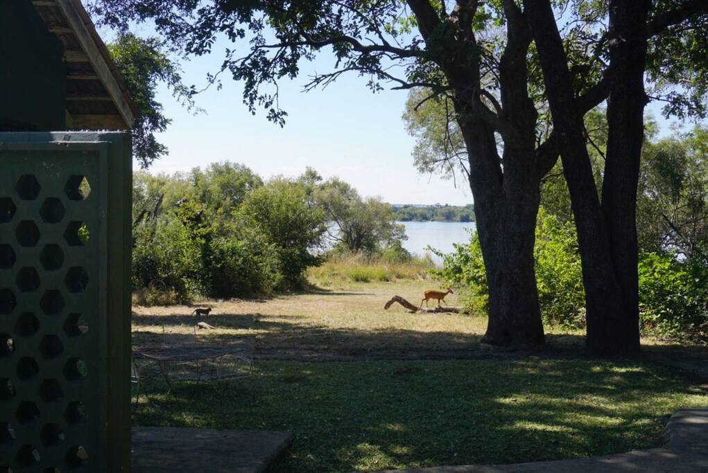 Some of the more common wildlife sightings - bushbuck.